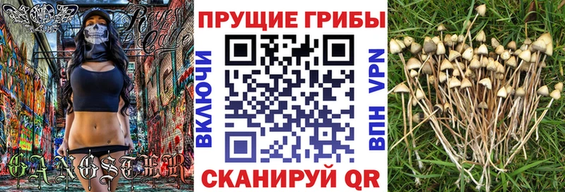 Псилоцибиновые грибы мицелий  Кашин 